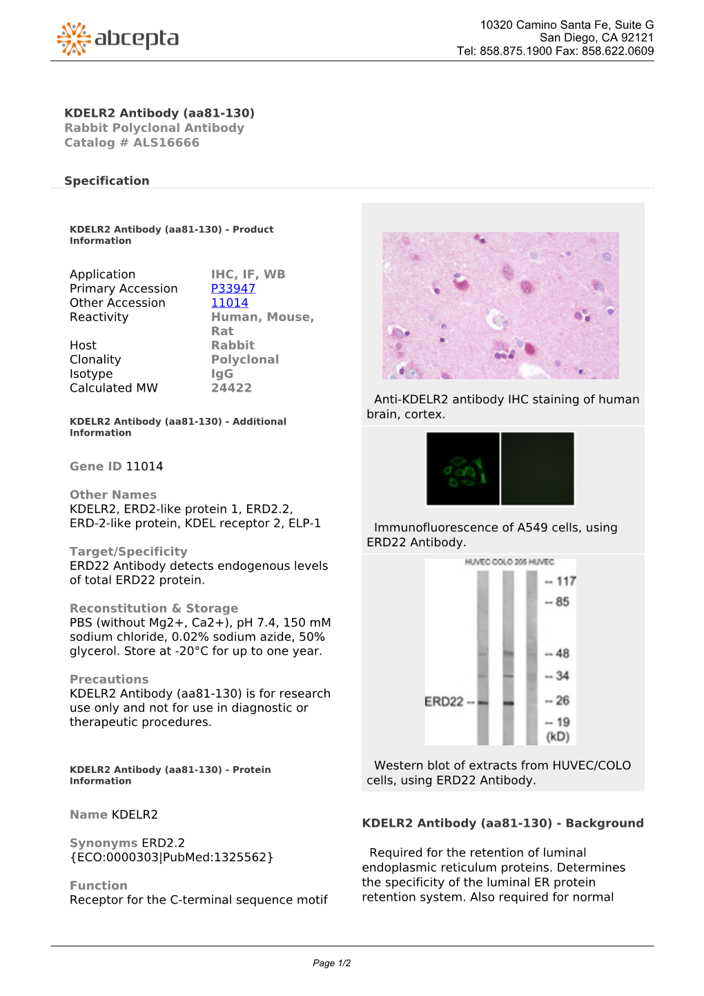 KDELR2 Antibody (Aa81-130) Rabbit Polyclonal Antibody Catalog # ALS16666