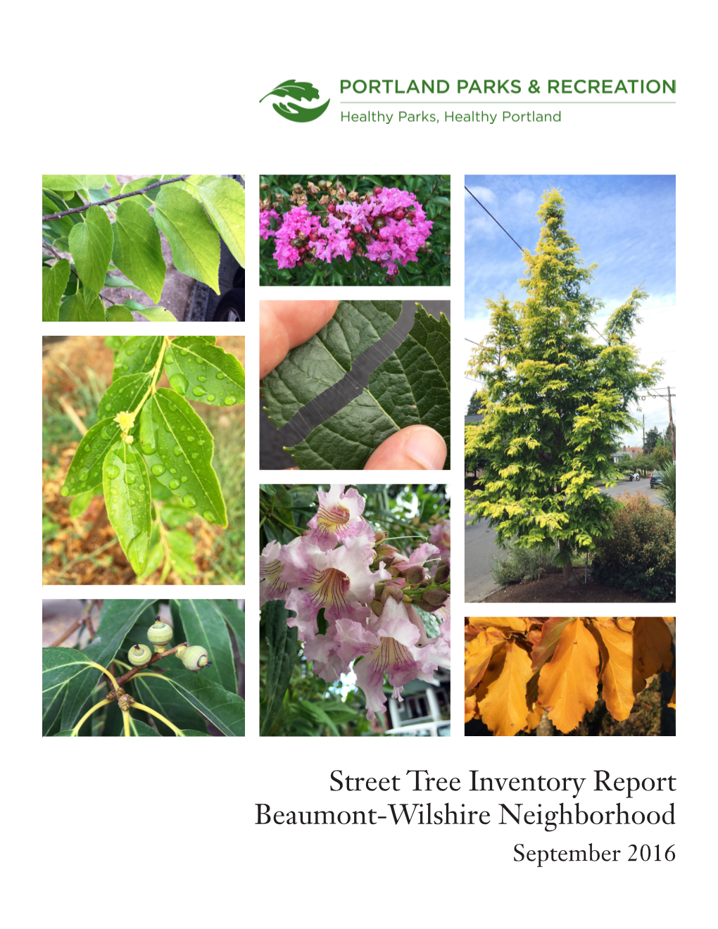 Street Tree Inventory Report Beaumont-Wilshire Neighborhood September 2016 Street Tree Inventory Report: Beaumont-Wilshire Neighborhood September 2016