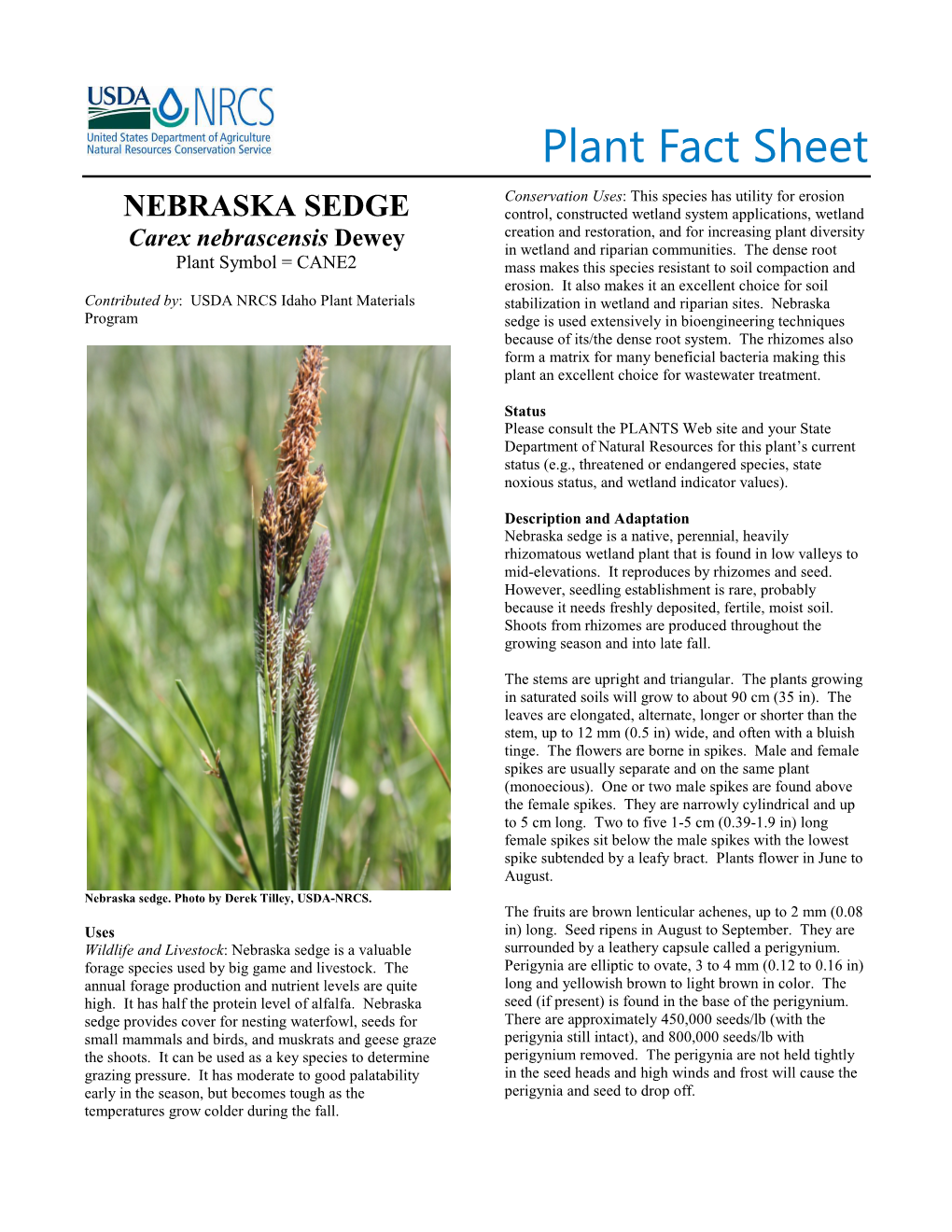 Plant Fact Sheet for Nebraska Sedge (Carex Nebrascensis)