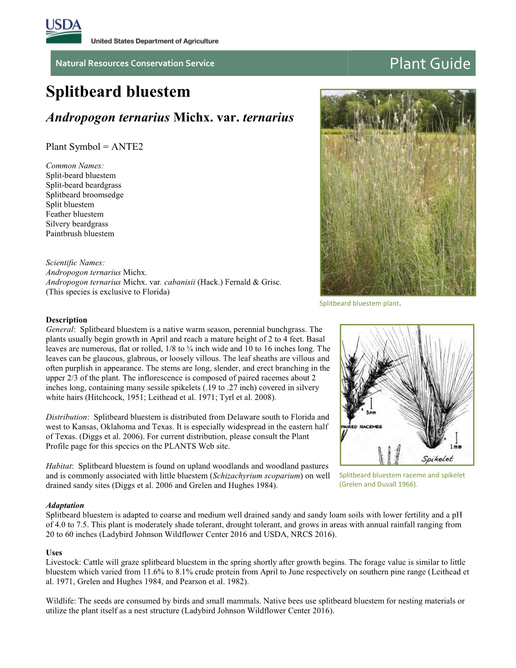 Splitbeard Bluestem (Andropogon Ternarius Michx. Var. Ternarius) Plant