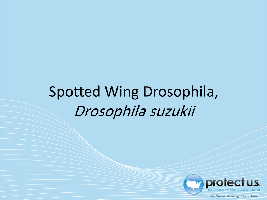 Drosophila Suzukii