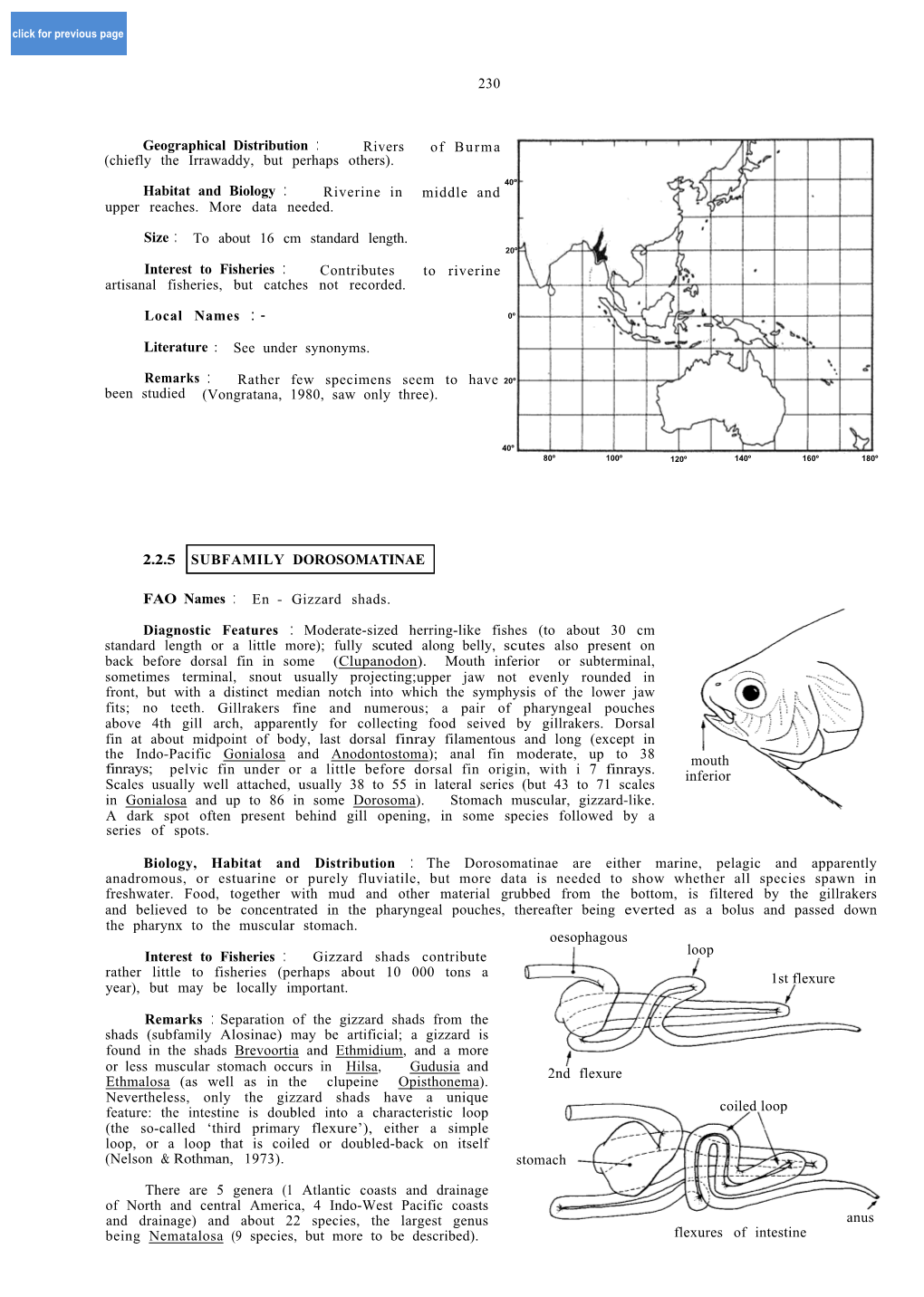 Dorosomatinae