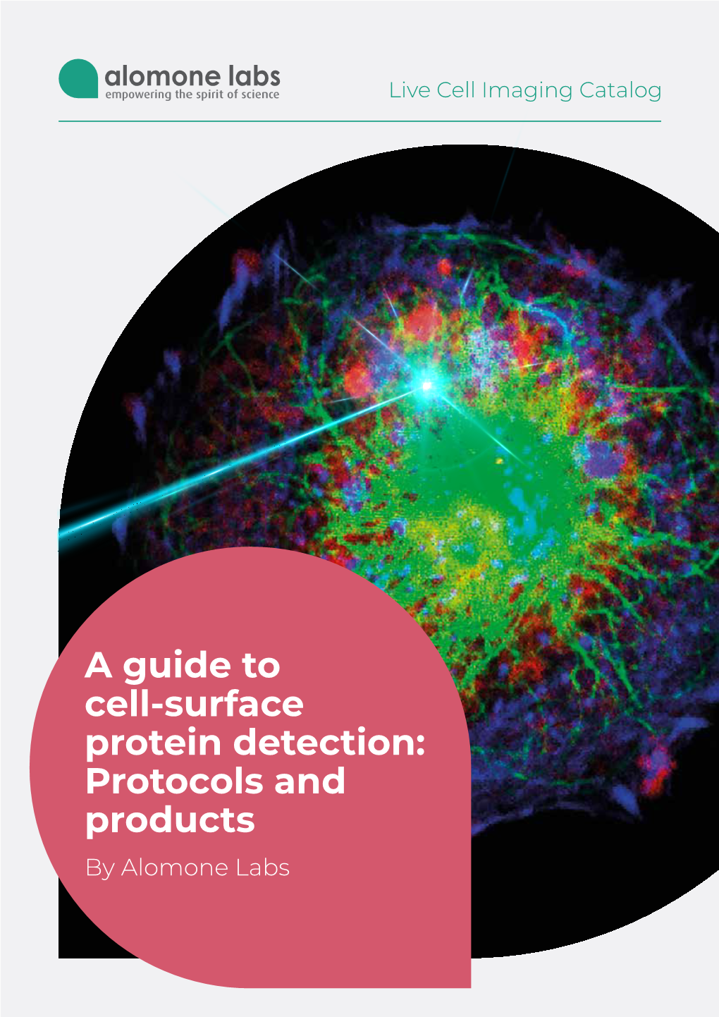 A Guide to Cell-Surface Protein Detection: Protocols and Products by Alomone Labs Contents