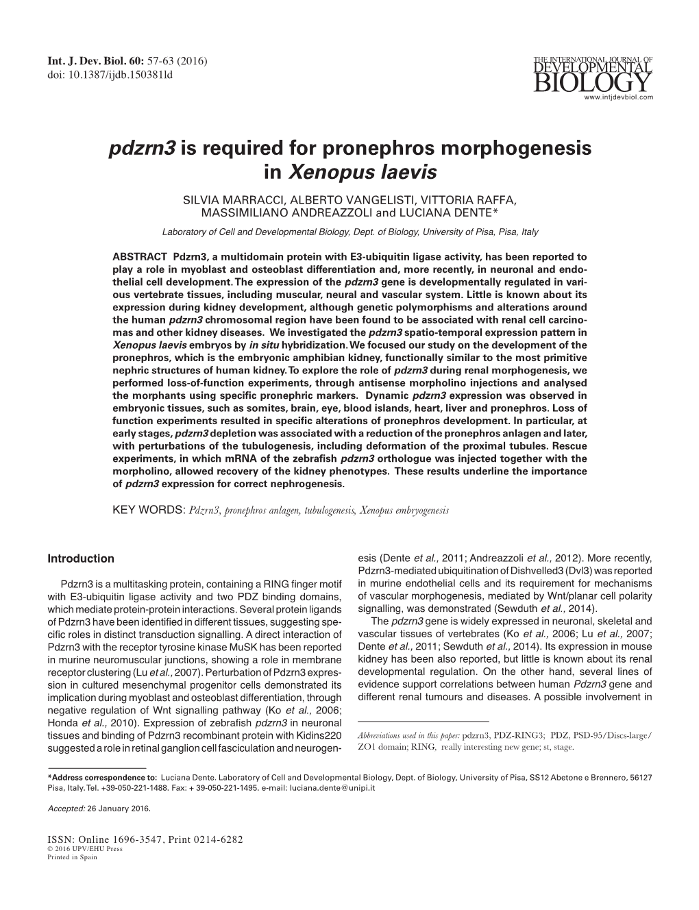 Pdzrn3 Is Required for Pronephros Morphogenesis in Xenopus Laevis SILVIA MARRACCI, ALBERTO VANGELISTI, VITTORIA RAFFA, MASSIMILIANO ANDREAZZOLI and LUCIANA DENTE*