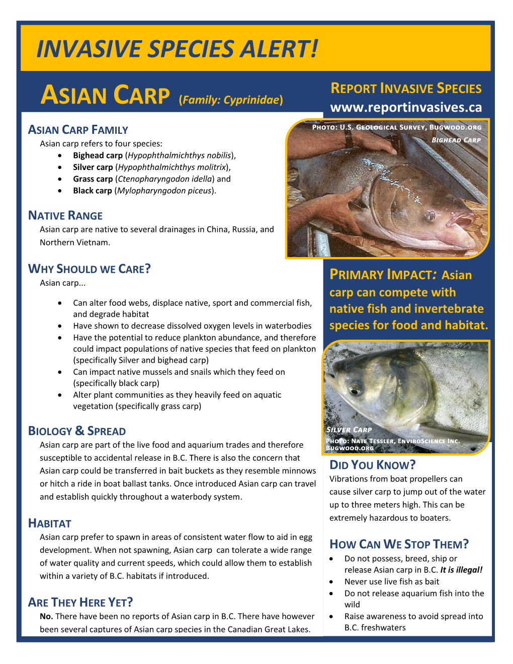 ASIAN CARP (Family: Cyprinidae)