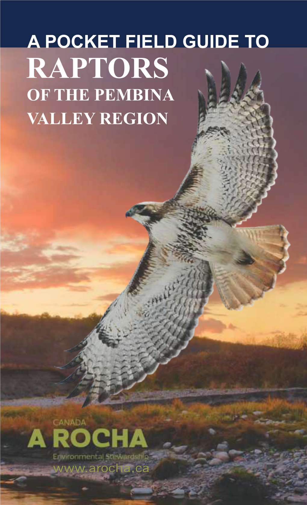 Pocket Guide to Raptors of the Pembina Valley Region, Manitoba