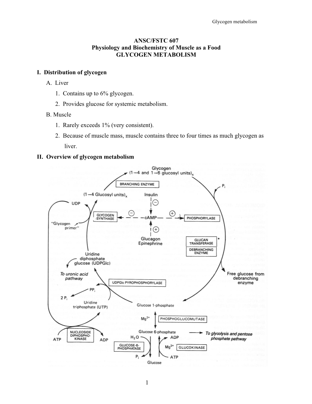 8. Glycogen Synthesis and Degradation