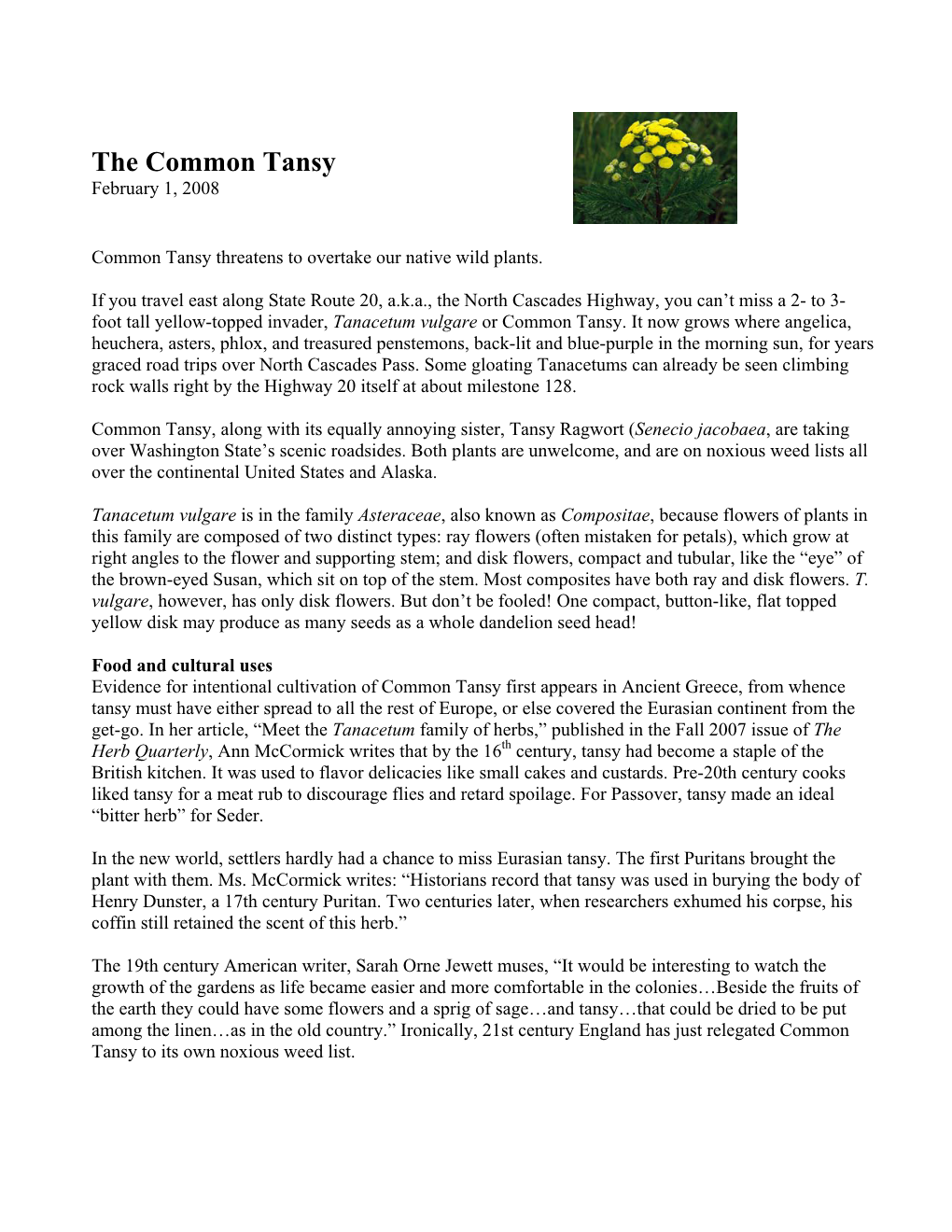The Common Tansy February 1, 2008