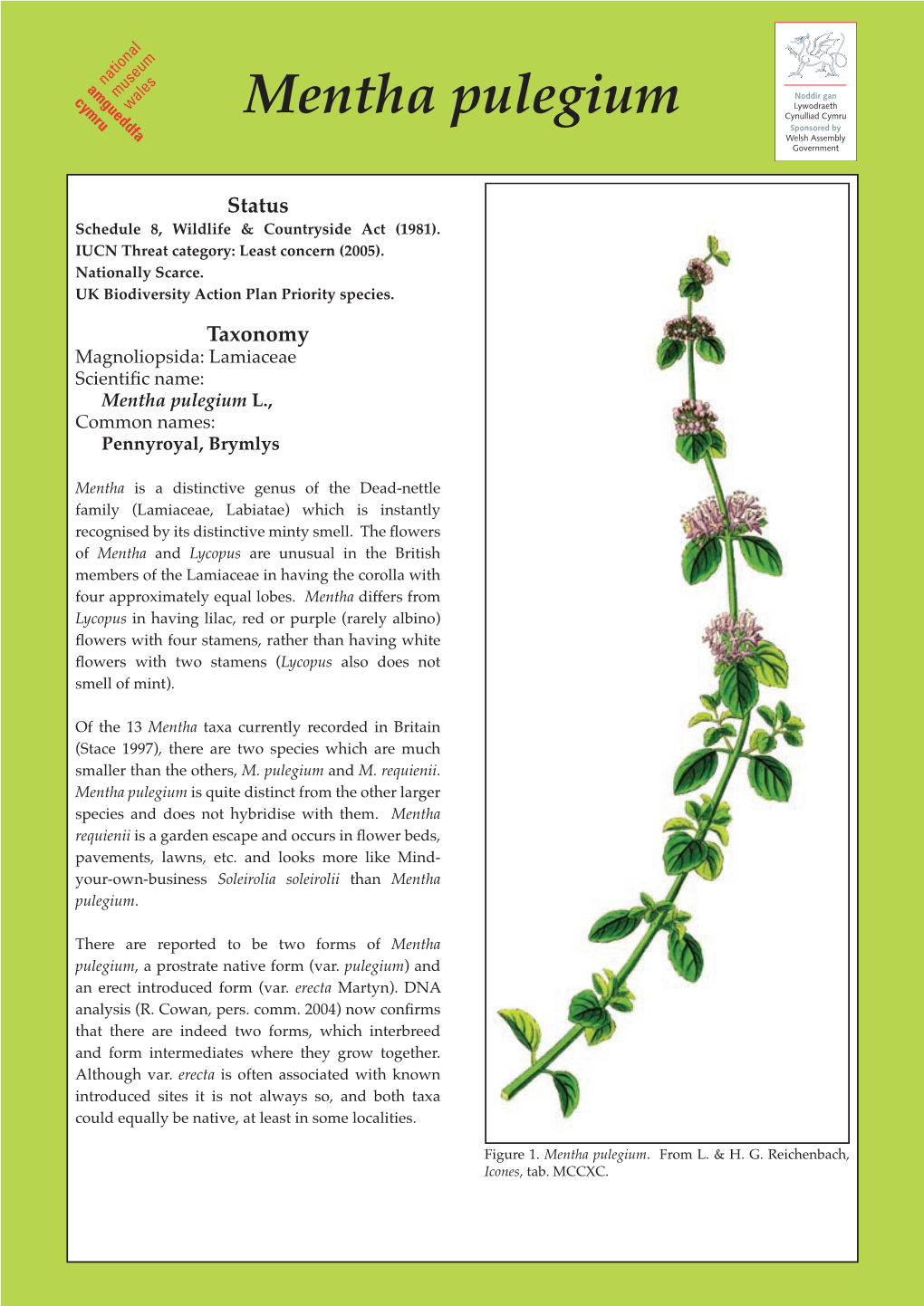 Mentha Pulegium