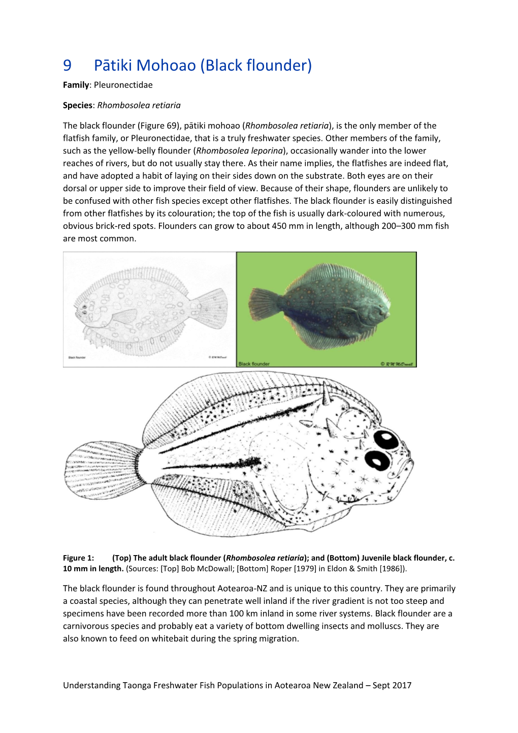 Black Flounder) Family: Pleuronectidae