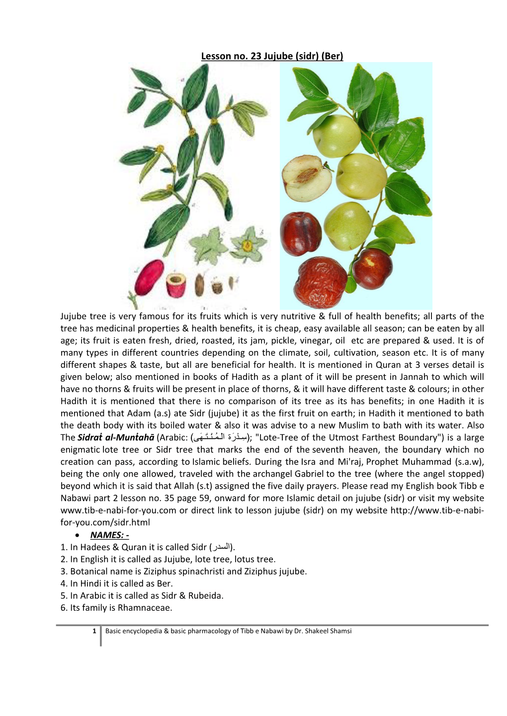 Lesson No. 23 Jujube (Sidr) (Ber)