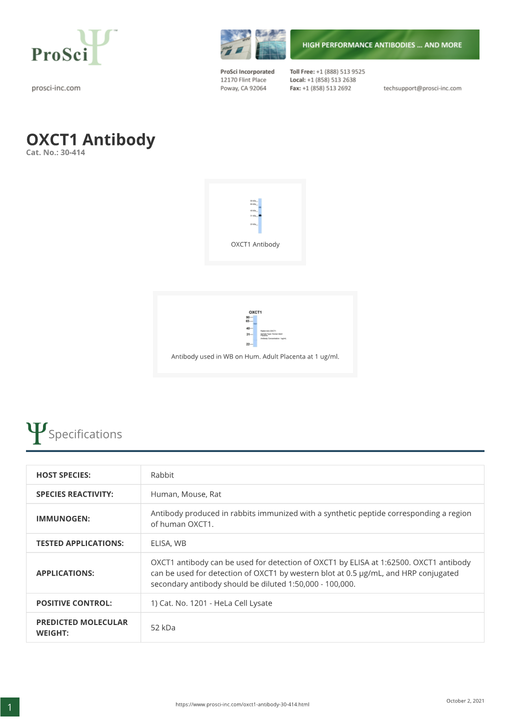 OXCT1 Antibody Cat