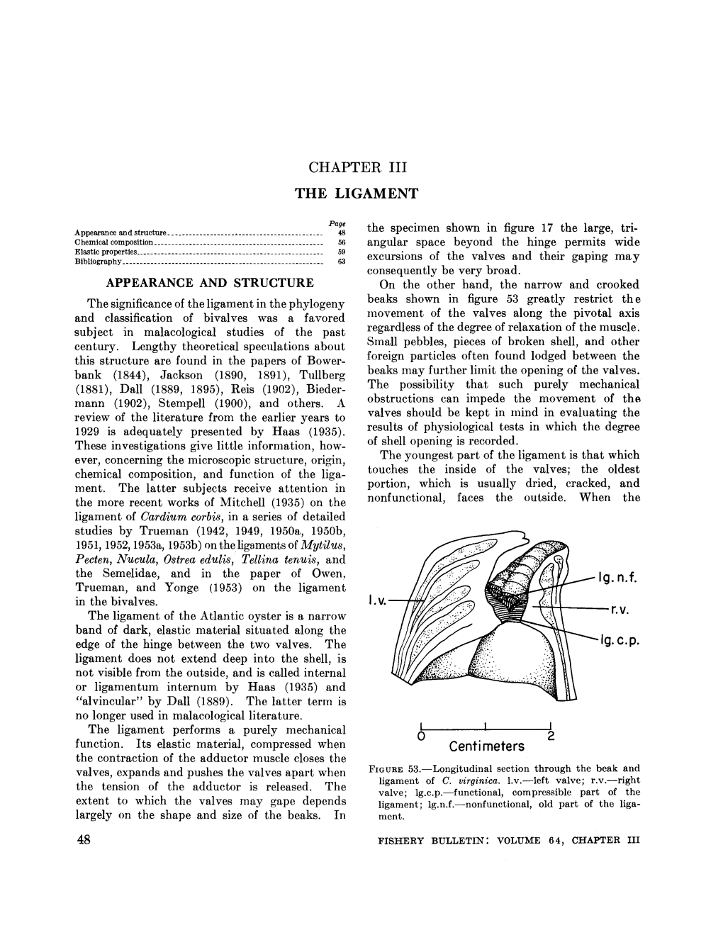 3. the Ligament in the Lamellibranchia