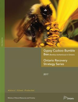 Gypsy Cuckoo Bumble Bee (Bombus Bohemicus) in Ontario
