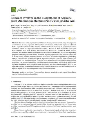 Enzymes Involved in the Biosynthesis of Arginine from Ornithine in Maritime Pine (Pinus Pinaster Ait.)