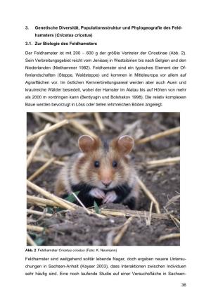 Hamsters (Cricetus Cricetus) 3.1