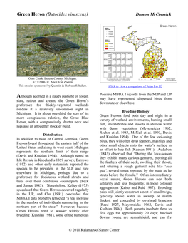 Green Heron (Butorides Virescens) Damon Mccormick