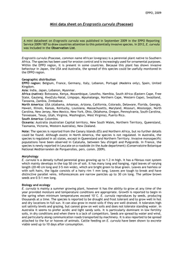 Mini Data Sheet on Eragrostis Curvula (Poaceae)