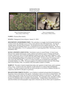 SCRUB PLUM Prunus Geniculata
