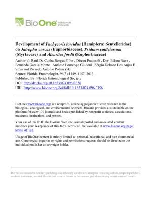 Development of Pachycoris Torridus (Hemiptera: Scutelleridae) On