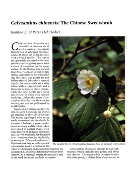 Calycanthus Chinensis: the Chinese Sweetshrub Jianhua Li ~ Peter Del Tredici