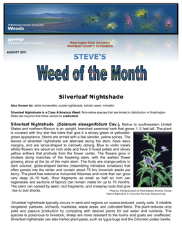 Silverleaf Nightshade