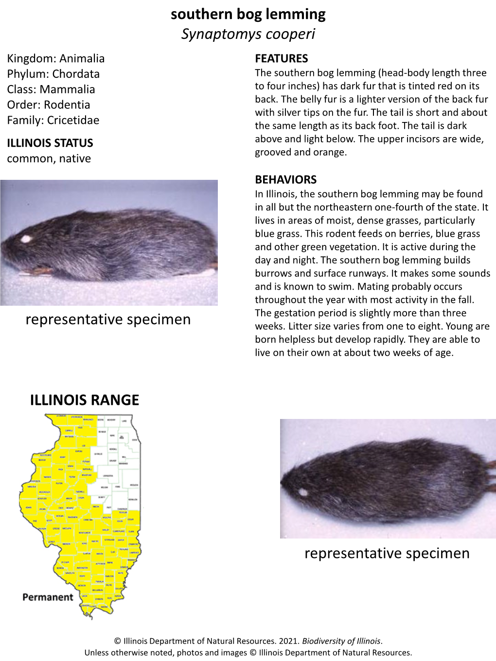 Southern Bog Lemming Synaptomys Cooperi