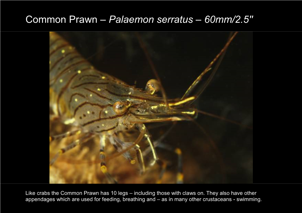 Common Prawn – Palaemon Serratus – 60Mm/2.5''