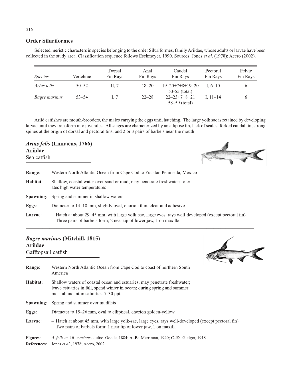 Order Siluriformes Arius Felis (Linnaeus, 1766) Ariidae Sea