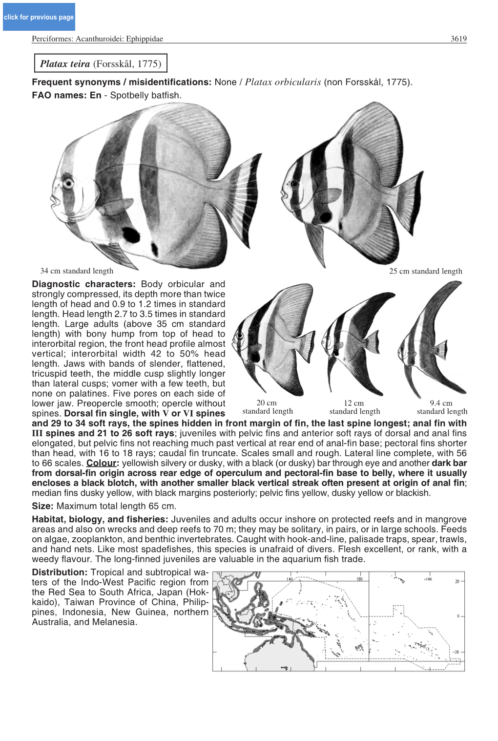 Platax Teira (Forsskål, 1775) Frequent Synonyms / Misidentifications: None / Platax Orbicularis (Non Forsskål, 1775)