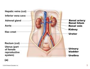 (A) Adrenal Gland Inferior Vena Cava Iliac Crest Ureter Urinary Bladder