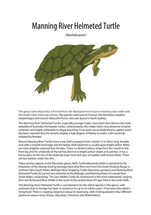 Manning River Helmeted Turtle ( Myuchelys Purvisi )