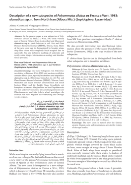 Description of a New Subspecies of Polyommatus Ciloicus De Freina & Witt, 1983: Alamuticus Ssp