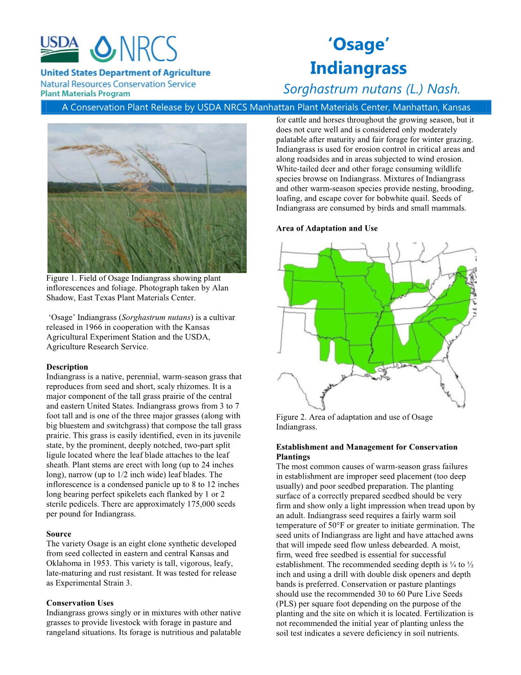 Osage, Indiangrass, Sorghastrum Nutans, Conservation Plant