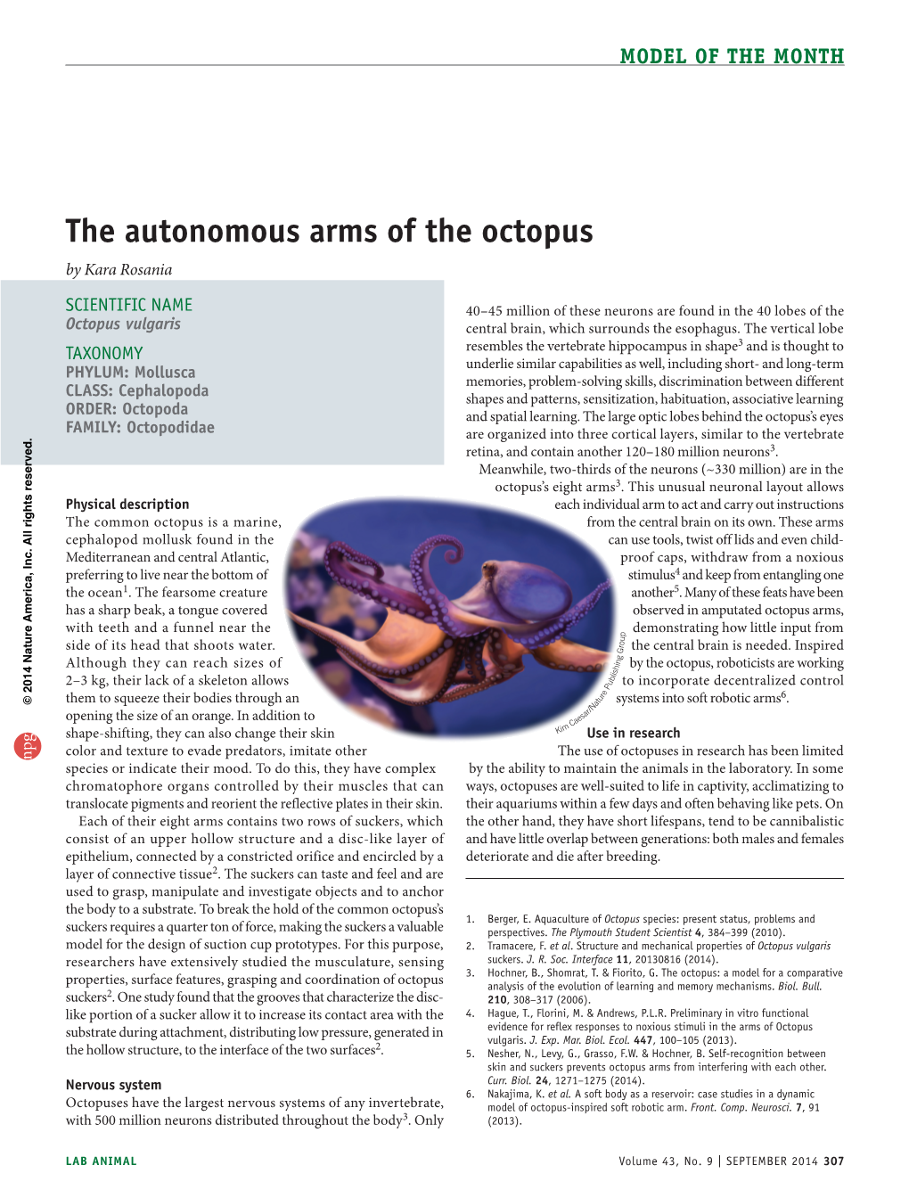 The Autonomous Arms of the Octopus by Kara Rosania