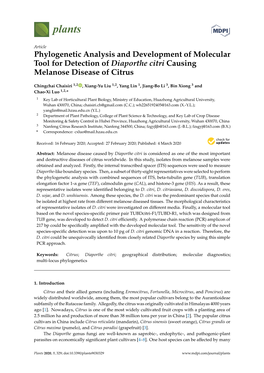 Phylogenetic Analysis and Development of Molecular Tool for Detection of Diaporthe Citri Causing Melanose Disease of Citrus