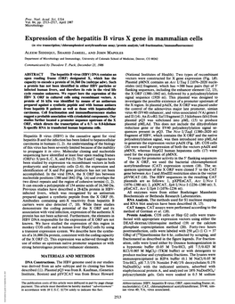 Expression of the Hepatitis B Virus X Gene in Mammalian Cells