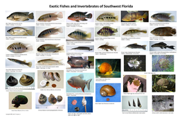 Exotic Fishes and Invertebrates of Southwest Florida