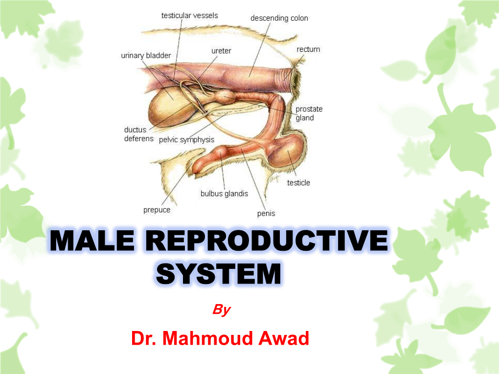 Functions of the Male Reproductive System