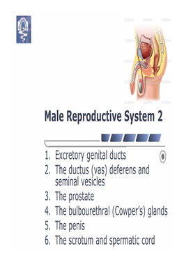 Male Reproductive System 2