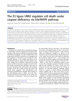 The E3 Ligase UBR2 Regulates Cell Death Under Caspase Deficiency Via Erk/MAPK Pathway