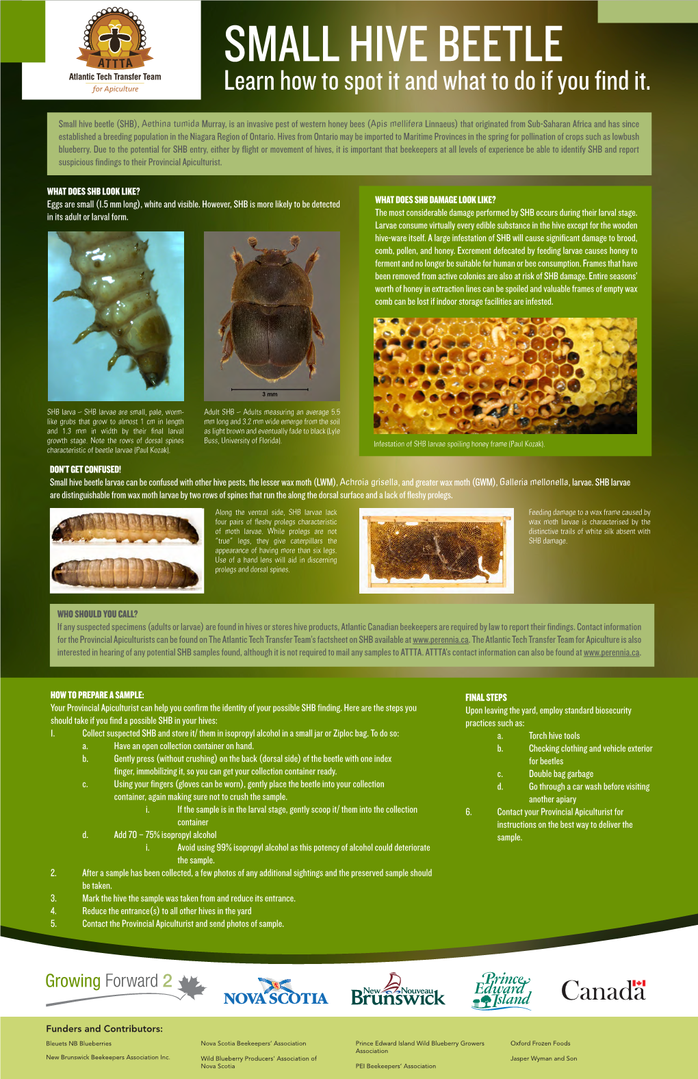 SMALL HIVE BEETLE Learn How to Spot It and What to Do If You Find It