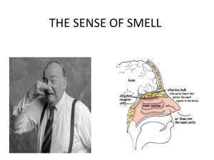 Sense of Smell Sense of Smell
