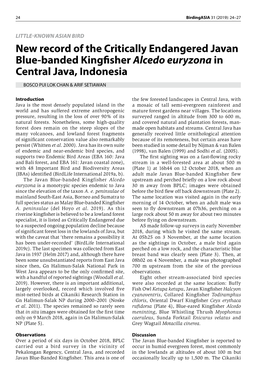 New Record of the Critically Endangered Javan Blue-Banded Kingfisher Alcedo Euryzona in Central Java, Indonesia