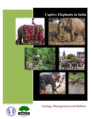 Captive Elephants in India