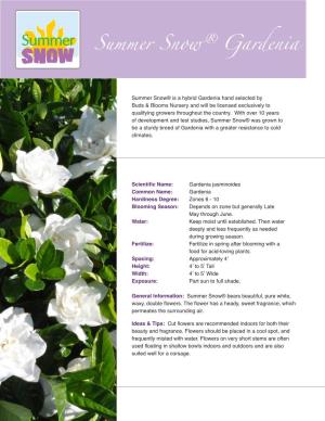Summer Snow Gardenia