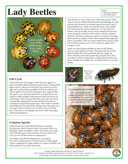 Lady Beetles ☑ No Health Threat Lady Beetles Are Some of the Most Well-Known Insects