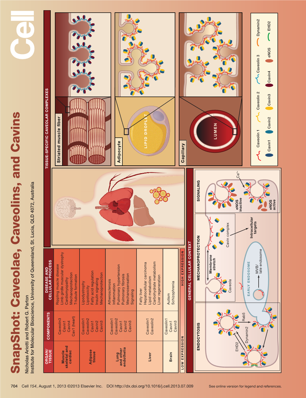 Snapshot: Caveolae, Caveolins, and Cavins Nicholas Ariotti and Robert G