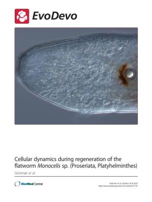 Cellular Dynamics During Regeneration of the Flatworm Monocelis Sp. (Proseriata, Platyhelminthes) Girstmair Et Al