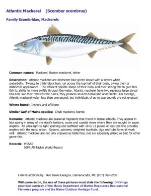 Atlantic Mackerel (Scomber Scombrus)